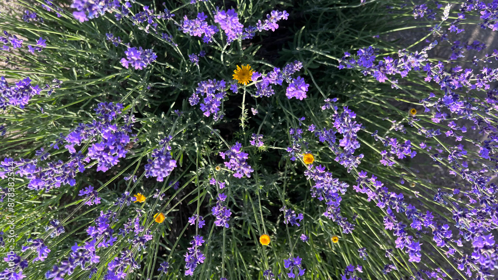 Obraz premium Spring lavender flowers under sunlight. Lilac flowers close up. Beautiful landscape of nature with a panoramic view. Hi spring. long banner