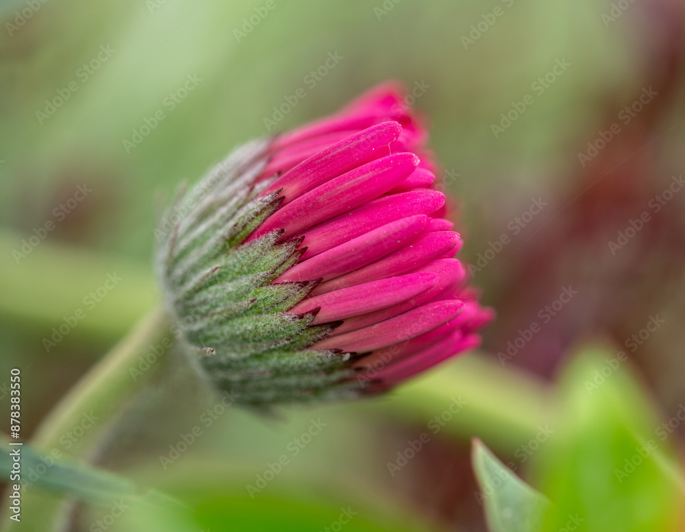 close up of a pink flower