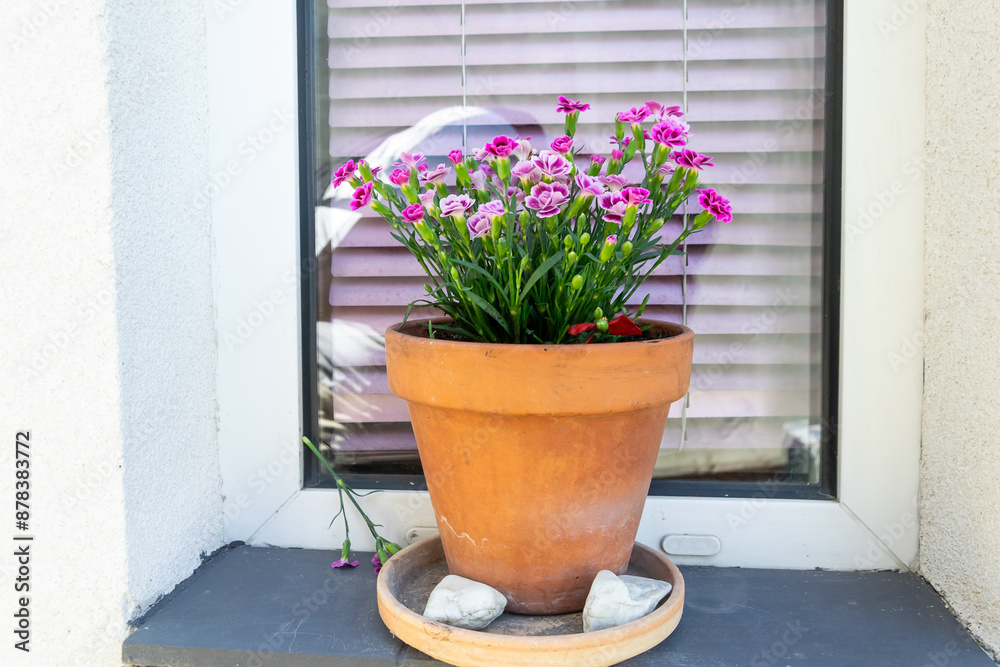 pink carnations in a ceramic pot on a window sill pink carnations in a ceramic pot on a window sill