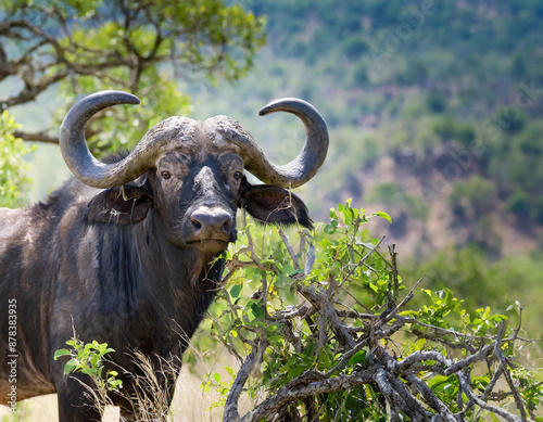 Cape Buffalo looking straight at me photo