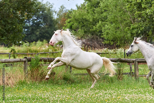 Playful grey horse in a field
