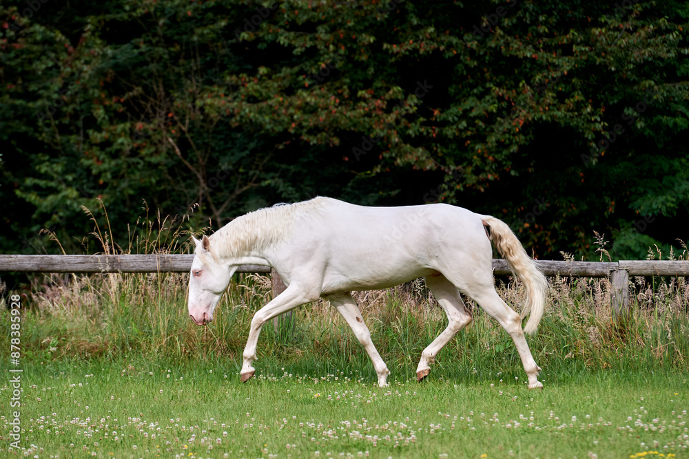 Perlino lusitano stallion trotting in a field Perlino lusitano stallion trotting in a field