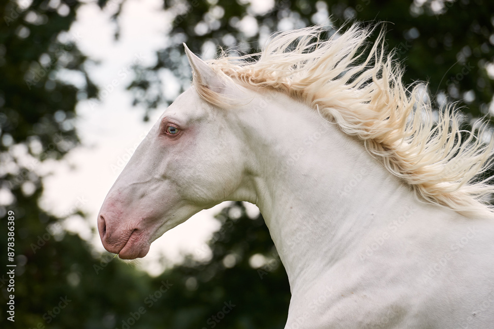 Obraz premium Perlino lusitano stallion portrait
