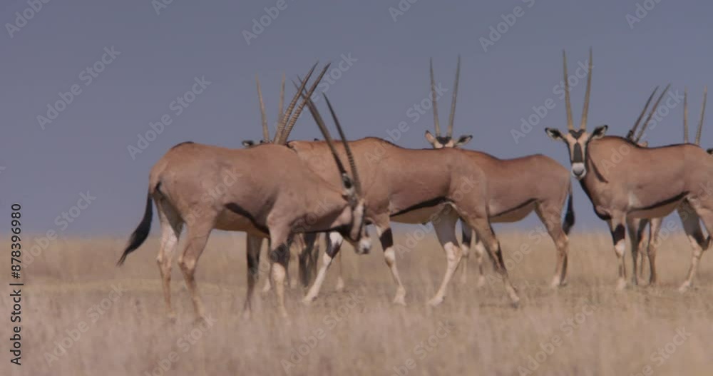 Wide shot of an East African oryx (Oryx beisa) charging at other males within the herd across the savannah during the morning in Kenya. Wide shot of an East African oryx (Oryx beisa) charging at other males within the herd across the savannah during the morning in Kenya.