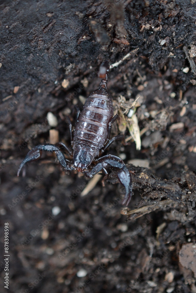 scorpione,Alpiscorpius delta, scorpione,Alpiscorpius delta,