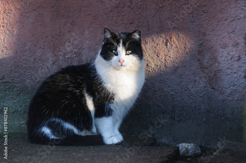 Podobny obraz