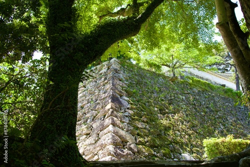 Stone walls of Kochi Castle and fresh green trees in May photo