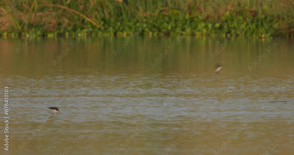 Extreme wide shot of barn swallows (Hirundo rustica) diving down water for a quick rinse during sunrise in Kenya. Extreme wide shot of barn swallows (Hirundo rustica) diving down water for a quick rinse during sunrise in Kenya.