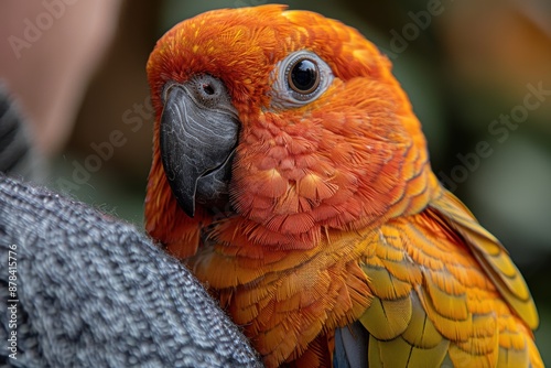 Vibrant orange parrot with a striking black beak, perched on a person's shoulder, close-up shot for stock photos. photo