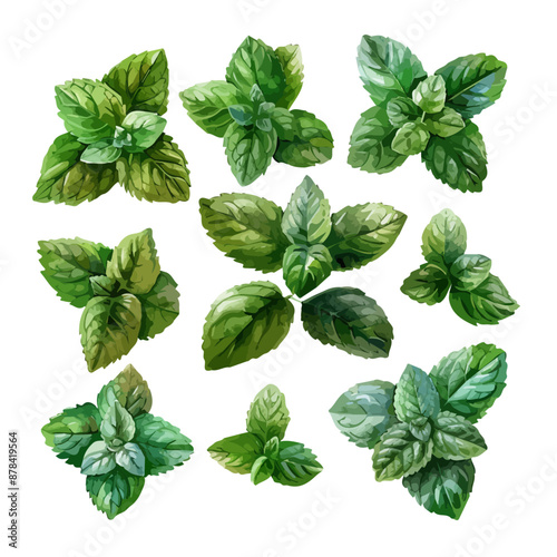 A set of green peppermint leaves and mint in watercolor style, isolated on a white background. Vector illustration. mint leaves collection isolated on white