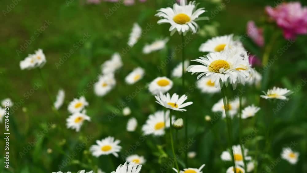 Daisies sway Chamomile swaying in the strong wind on a sunny summer day Daisies sway Chamomile swaying in the strong wind on a sunny summer day