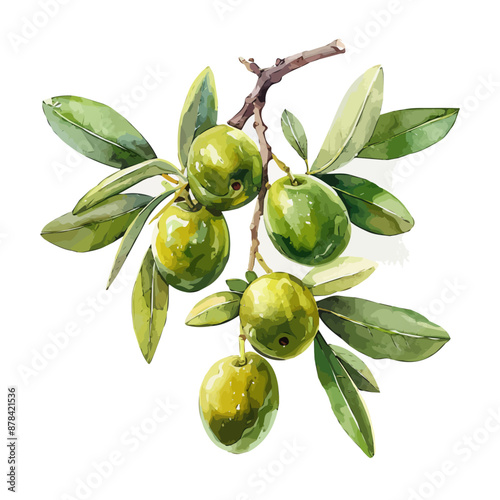 Watercolor green olive branch set collection. Hand-painted floral illustration with olive fruit and tree branches with leaves isolated on a white background. vector olives