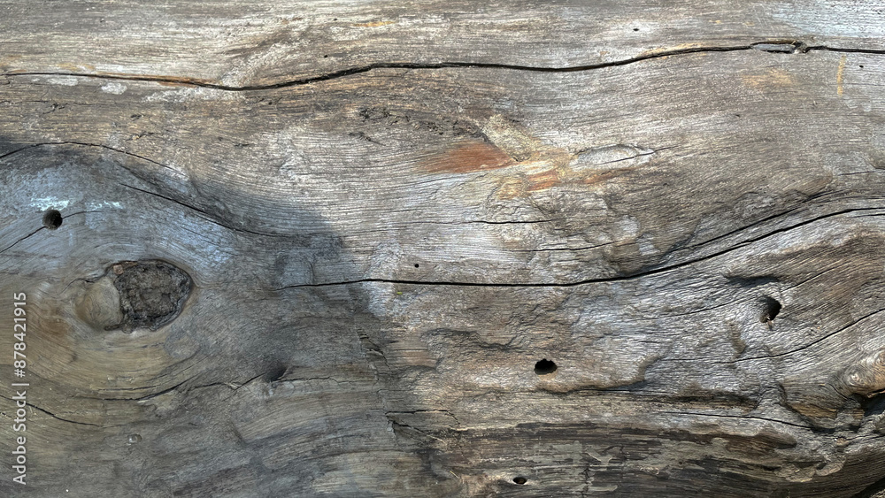 Macro photo of the crown of the tree. background is a tree