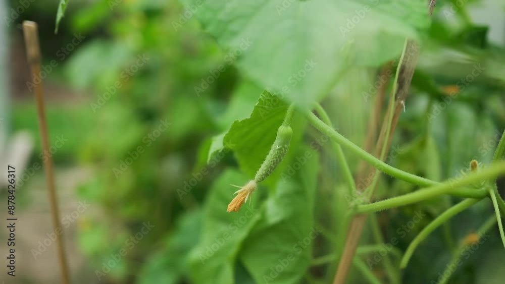 Cucumber plants in a garden, showing lush leaves and soil. cucumber and tomato plants in the same greenhouse in neighboring beds. Country amateur vegetable growing. High quality Cucumber plants in a garden, showing lush leaves and soil. cucumber and tomato plants in the same greenhouse in neighboring beds. Country amateur vegetable growing. High quality