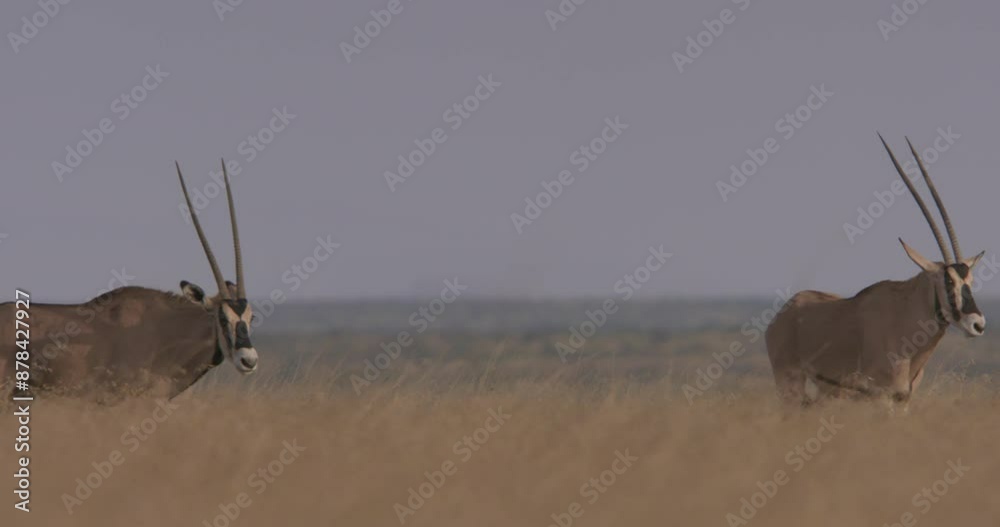Oryxes Wide shot of East African oryxes (Oryx beisa) keeping high alert of ...