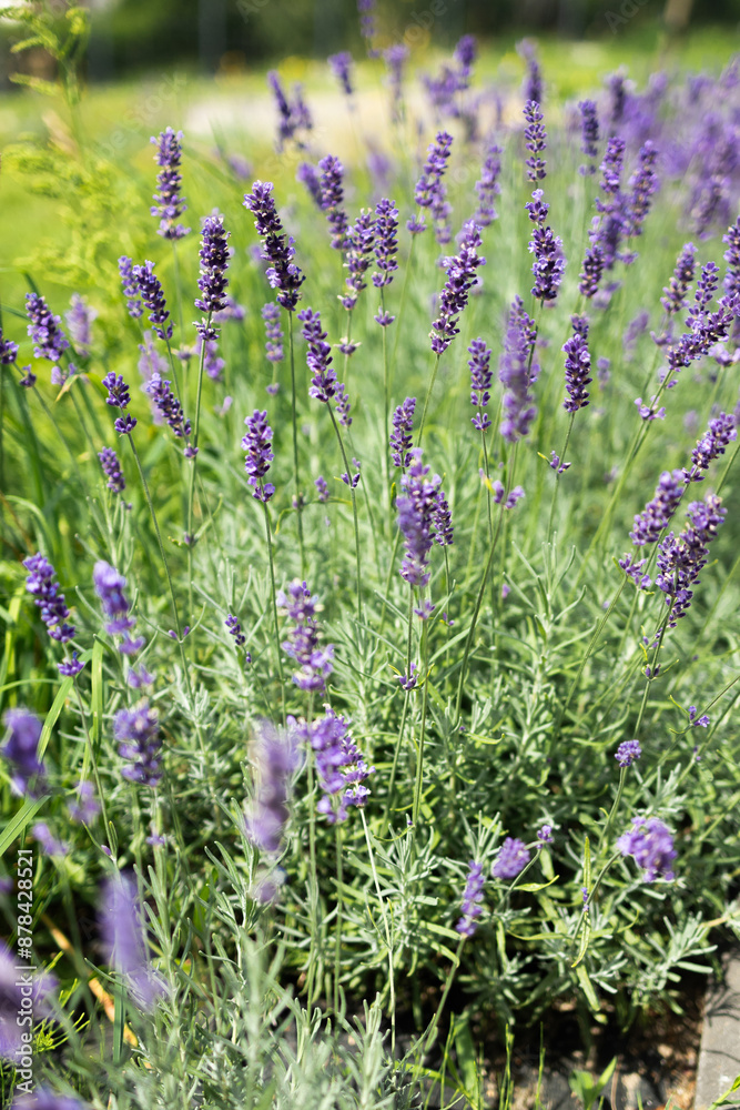 Obraz premium Gardens with the flourishing lavender 
