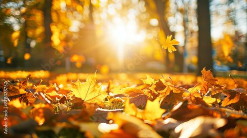 Autumn forest with golden leaves on the ground and sunlight through the trees