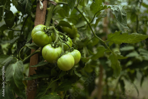 Closeup of cluster of ripe red plum tomatoes in green foliage on bush. Growing of vegetables in greenhouse. High quality FullHD footage. High quality 