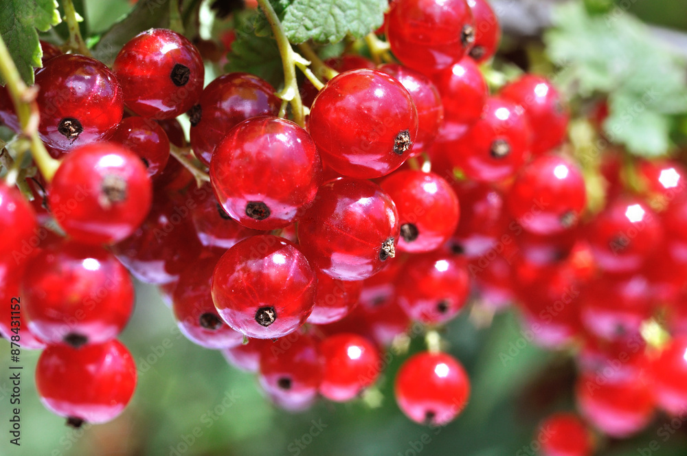 close-up of ripening organic red currant branch in the garden at summer day close-up of ripening organic red currant branch in the garden at summer day