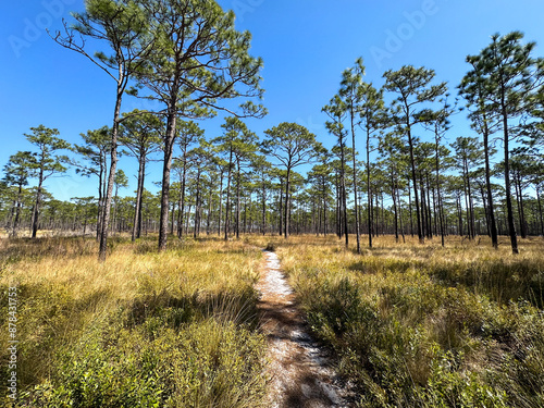 Canvastavla A narrow sandy trail winds through a sunlit longleaf pine savanna in Croatan Nat