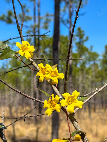 Fényképezés Bright yellow Carolina jessamine flowers bloom on a slender branch in a sunlit p