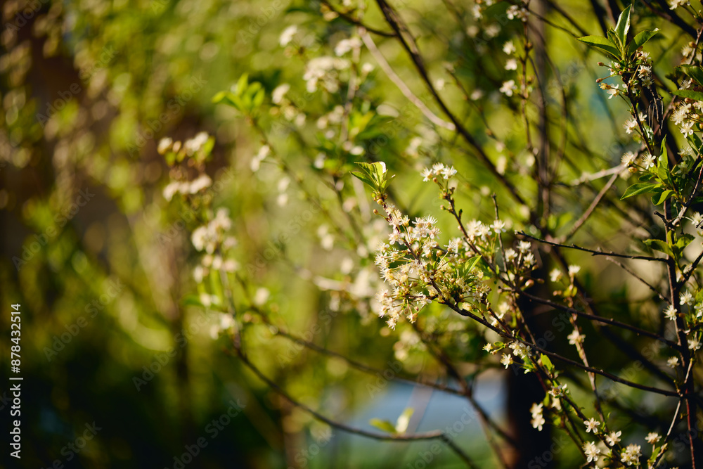 Several thin and fragile branches of cherry tree with tiny blossom and green leaves growing in front of camera in the garden Several thin and fragile branches of cherry tree with tiny blossom and green leaves growing in front of camera in the garden