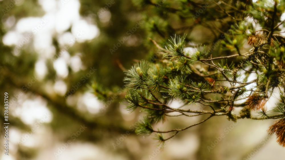 pine tree branches