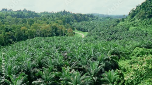 landscape with path at a palm plantation