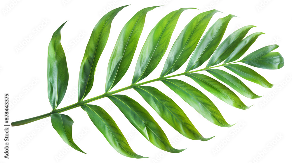 Tropical green palm leaf cut out Tropical green palm leaf cut out