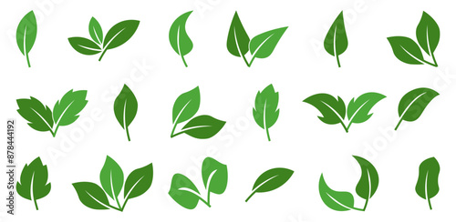 Green leafs. Set of green leaf. Fresh plant leaf collection