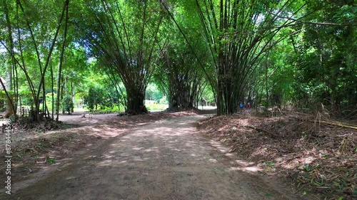 Green scene on the way to Cu Chi tunnel, Ho Chi Minh city, bamboo trees at countryside with dirt way photo