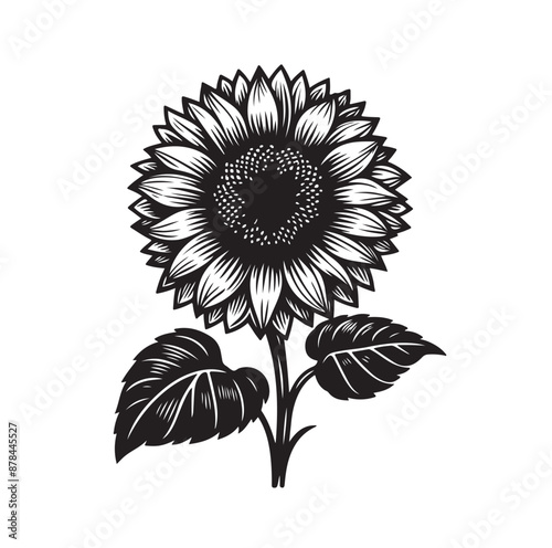 Sunflowers Silhouette vector illustration