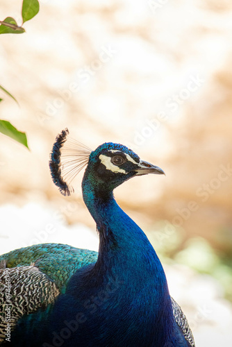 Pavão