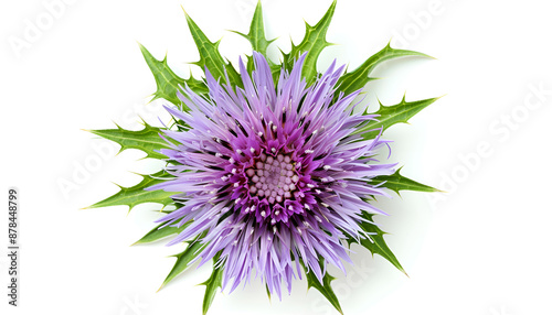 milk thistle flower isolated on white background. Top view