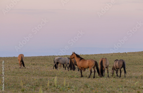 Wild Horses in the Pryor Mountains Montana in Summer