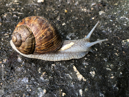 A snail with a brown shell slowly crawls along the wet asphalt, leaving behind a shiny trail of slime. The soft body contrasts with the rough surface of the road.