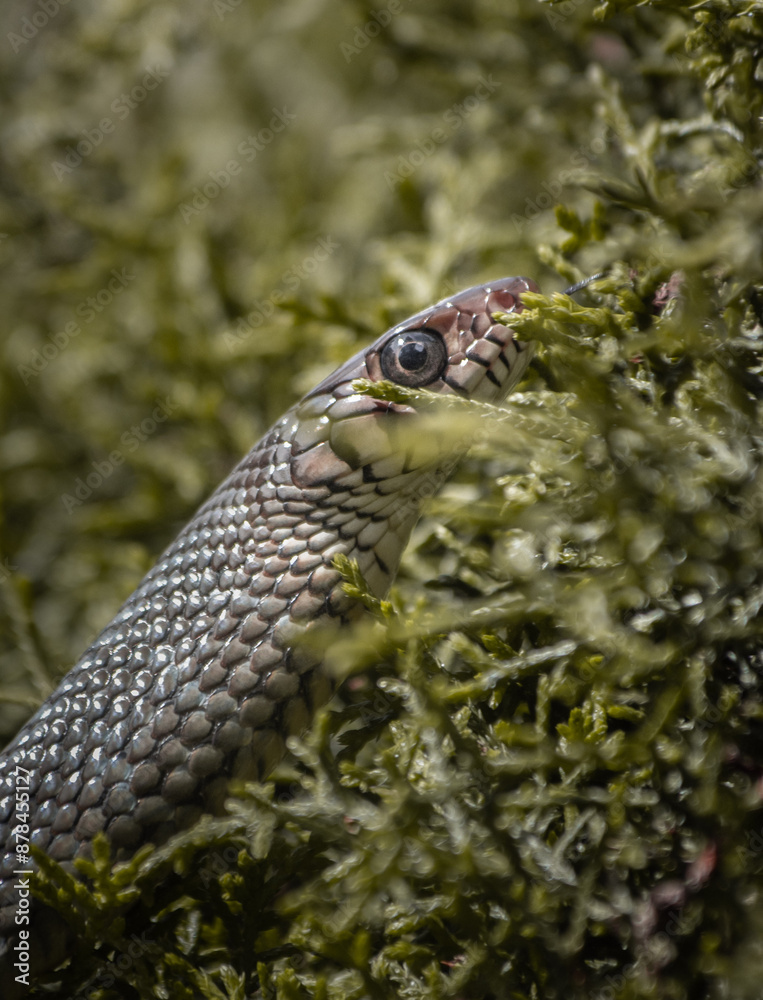 Obraz premium Beautiful Snake Coiled on Green Grass in Natural Habitat