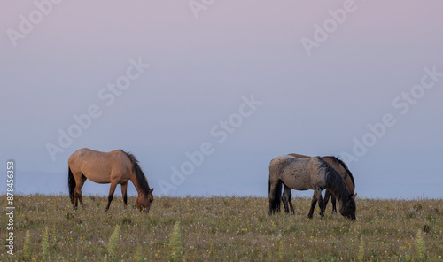 Wild Horses in the Pryor Mountains Montana in Summer