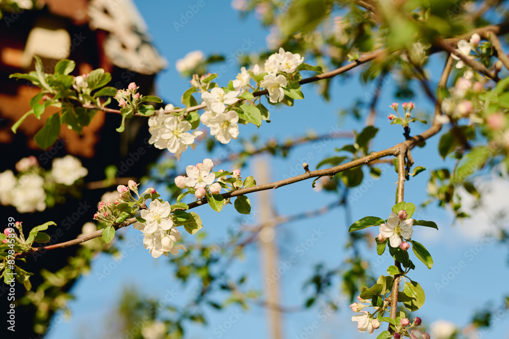 Part of fragile plum or apple tree branch with small white blooming flowers growing against bright blue sky in modern garden center Part of fragile plum or apple tree branch with small white blooming flowers growing against bright blue sky in modern garden center