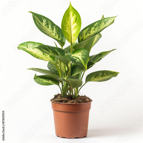 Potted plant against a white backdrop