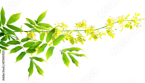 Blossoming acacia with leafs isolated on white background, Acacia flowers