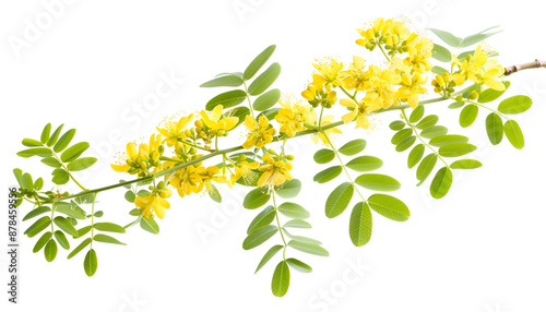 Blossoming acacia with leafs isolated on white background, Acacia flowers