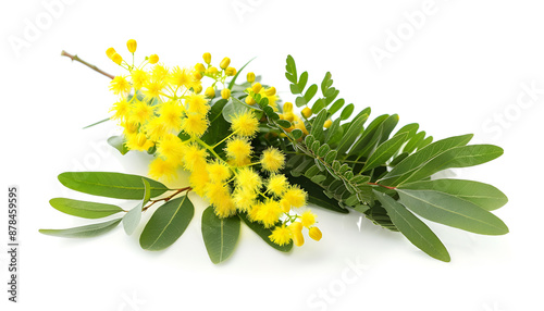 Blossoming acacia with leafs isolated on white background, Acacia flowers