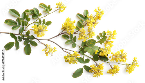 Blossoming acacia with leafs isolated on white background, Acacia flowers