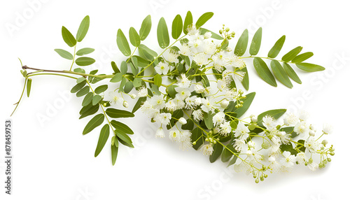 Blossoming acacia with leafs isolated on white background, Acacia flowers