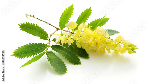 Blossoming acacia with leafs isolated on white background, Acacia flowers