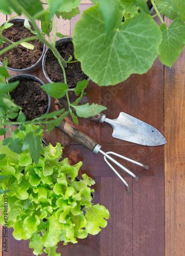 directly above view on gardening tools under leaf of vegetable seedlings on a...