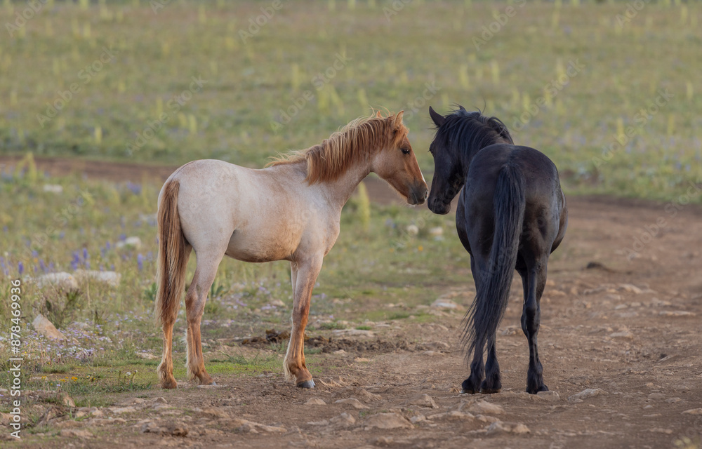 Wild Horses in summer in the Pryor Mountains Montana Wild Horses in summer in the Pryor Mountains Montana