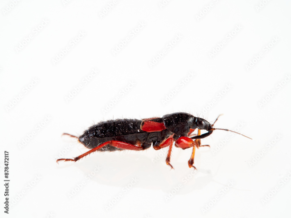 Damsel Bug in a white background. Prostemma guttula. Nabidae family. Damsel Bug in a white background. Prostemma guttula. Nabidae family.