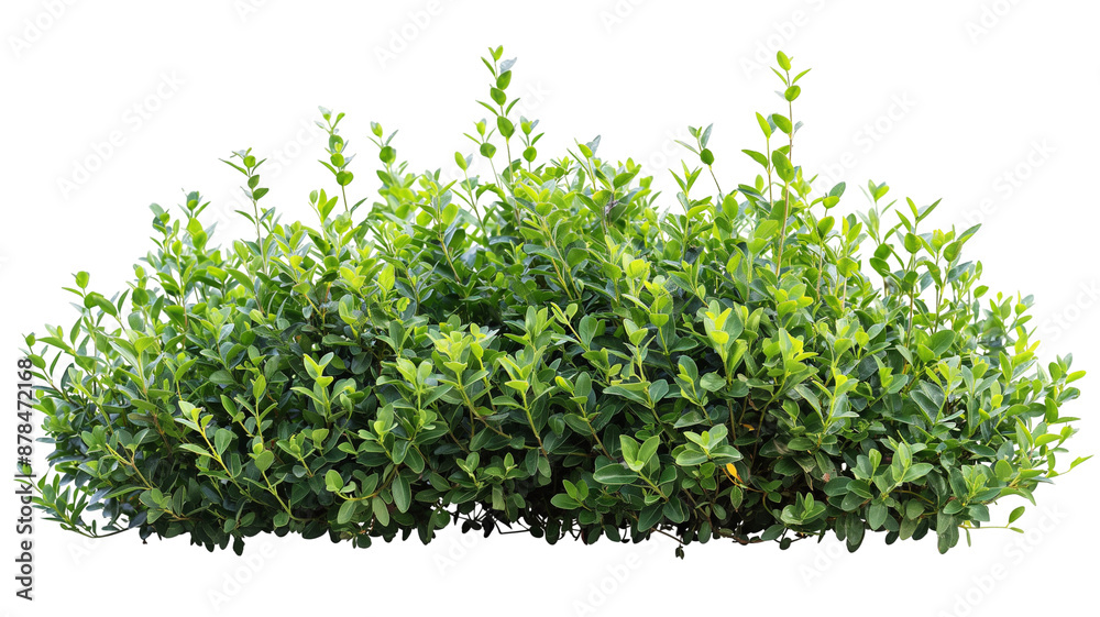 Obraz premium Realistic garden bushe